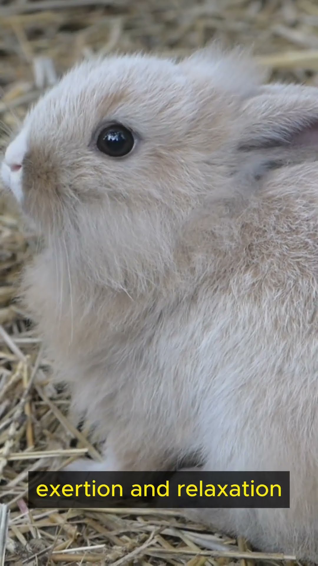 Life Lessons from Rabbits Part 3 #shorts #mindfulness #balance #exploration #wisdom #growth